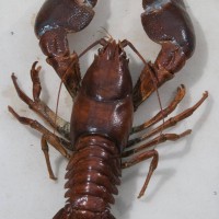 North American Signal Crayfish